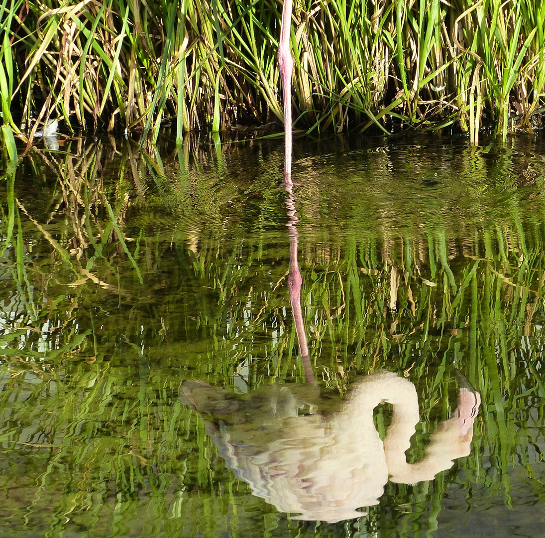 der Flamingo betrachtet sich im Spiegel