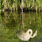 der Flamingo betrachtet sich im Spiegel