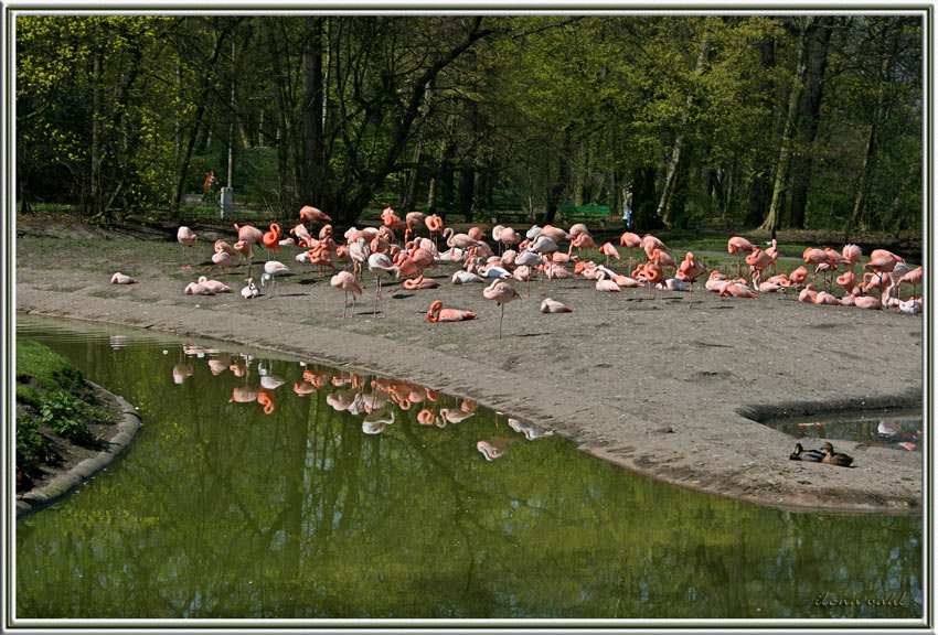 Der Flamingo-Clan