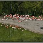 Der Flamingo-Clan