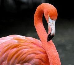 Der Flamingo