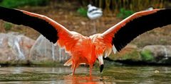 Der Flamingo