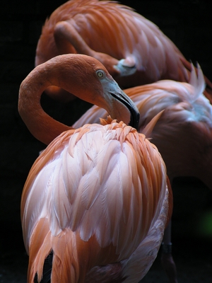 Der Flamingo