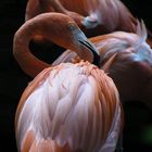 Der Flamingo