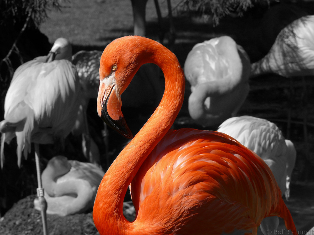 Der Flamingo hebt sich ab von den Artgenossen, oder ?