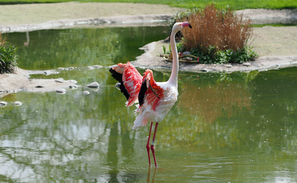 der Flamingo von Basel