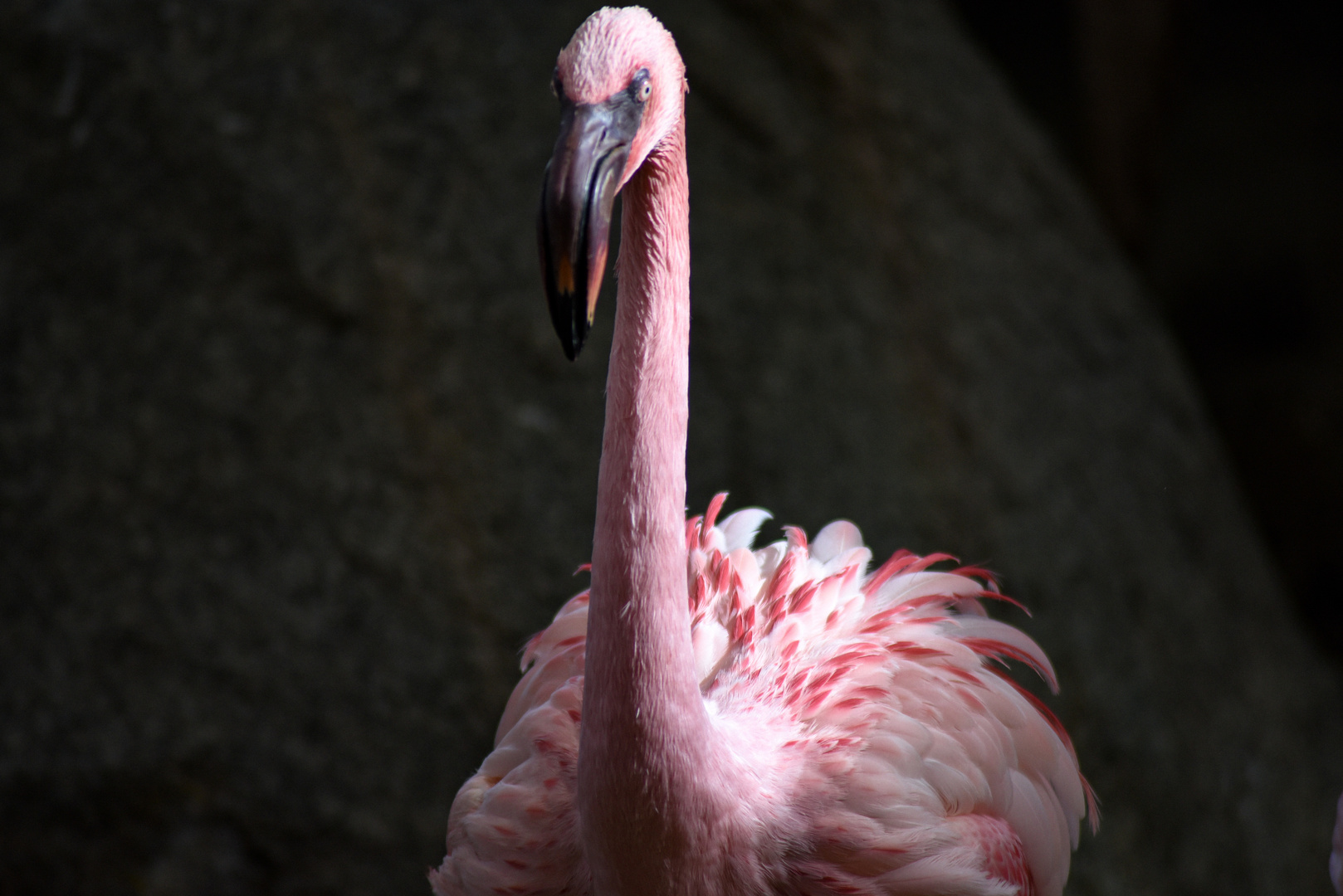 Der Flamingooo im Zooo