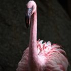 Der Flamingooo im Zooo