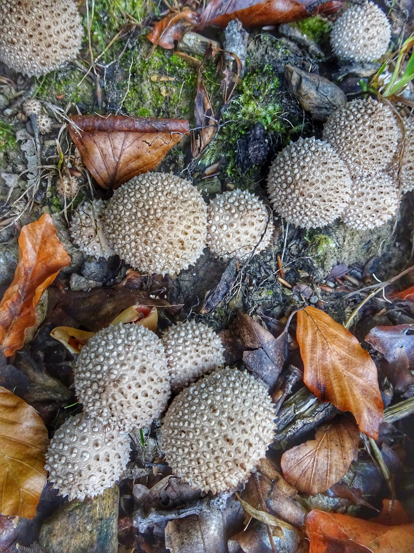 der Flaschen Stäubling ….