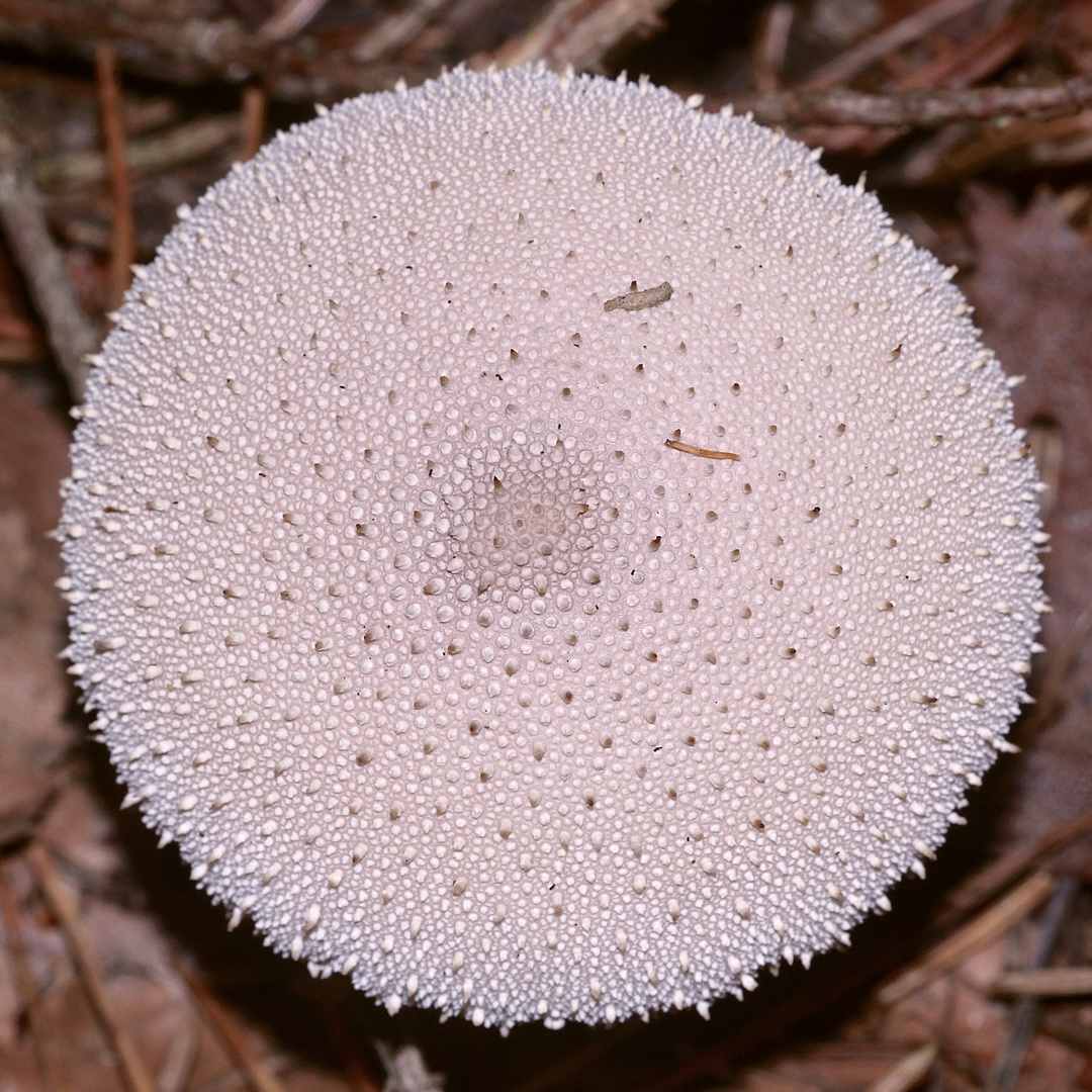 Der Flaschenstäubling oder Flaschenbovist (Lycoperdon perlatum) I