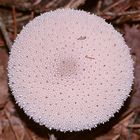 Der Flaschenstäubling oder Flaschenbovist (Lycoperdon perlatum) I