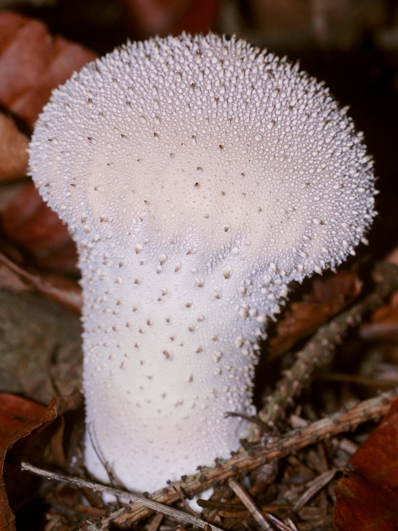 Der Flaschenstäubling oder Flaschenbovist (Lycoperdon perlatum) II