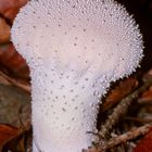 Der Flaschenstäubling oder Flaschenbovist (Lycoperdon perlatum) II