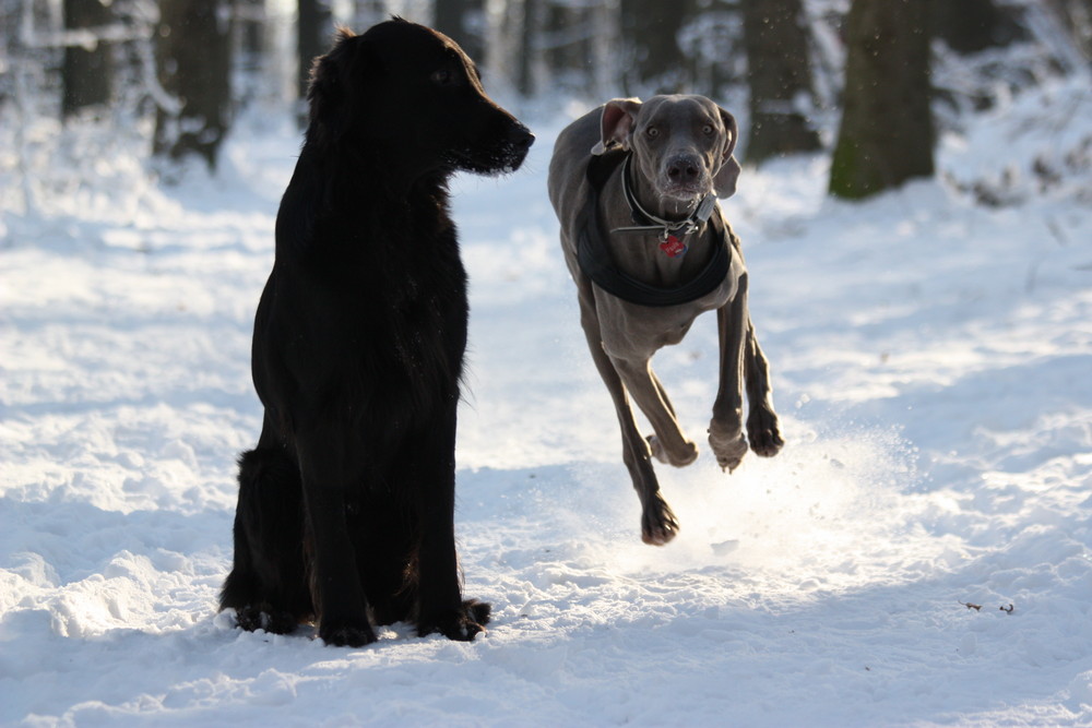 ...der Flat und der Weimaraner..oder Hase und Igel:-)