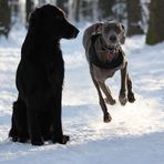 ...der Flat und der Weimaraner..oder Hase und Igel:-)