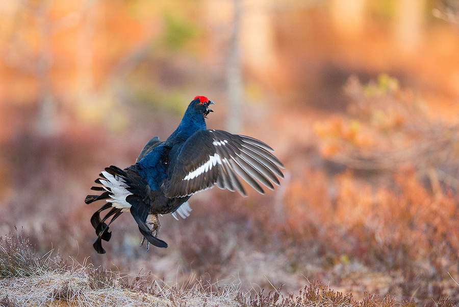 Der Flatterflug Birkhuhn