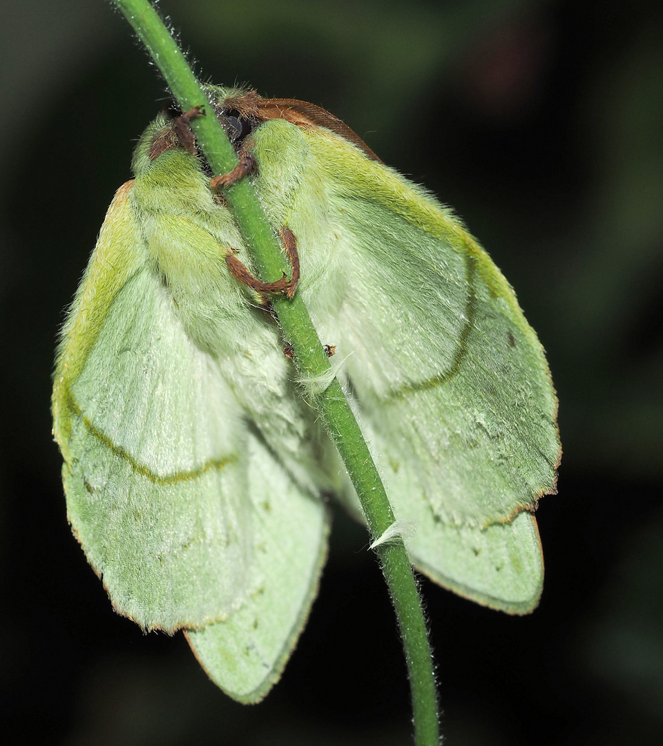 Der flauschige Bauch ….