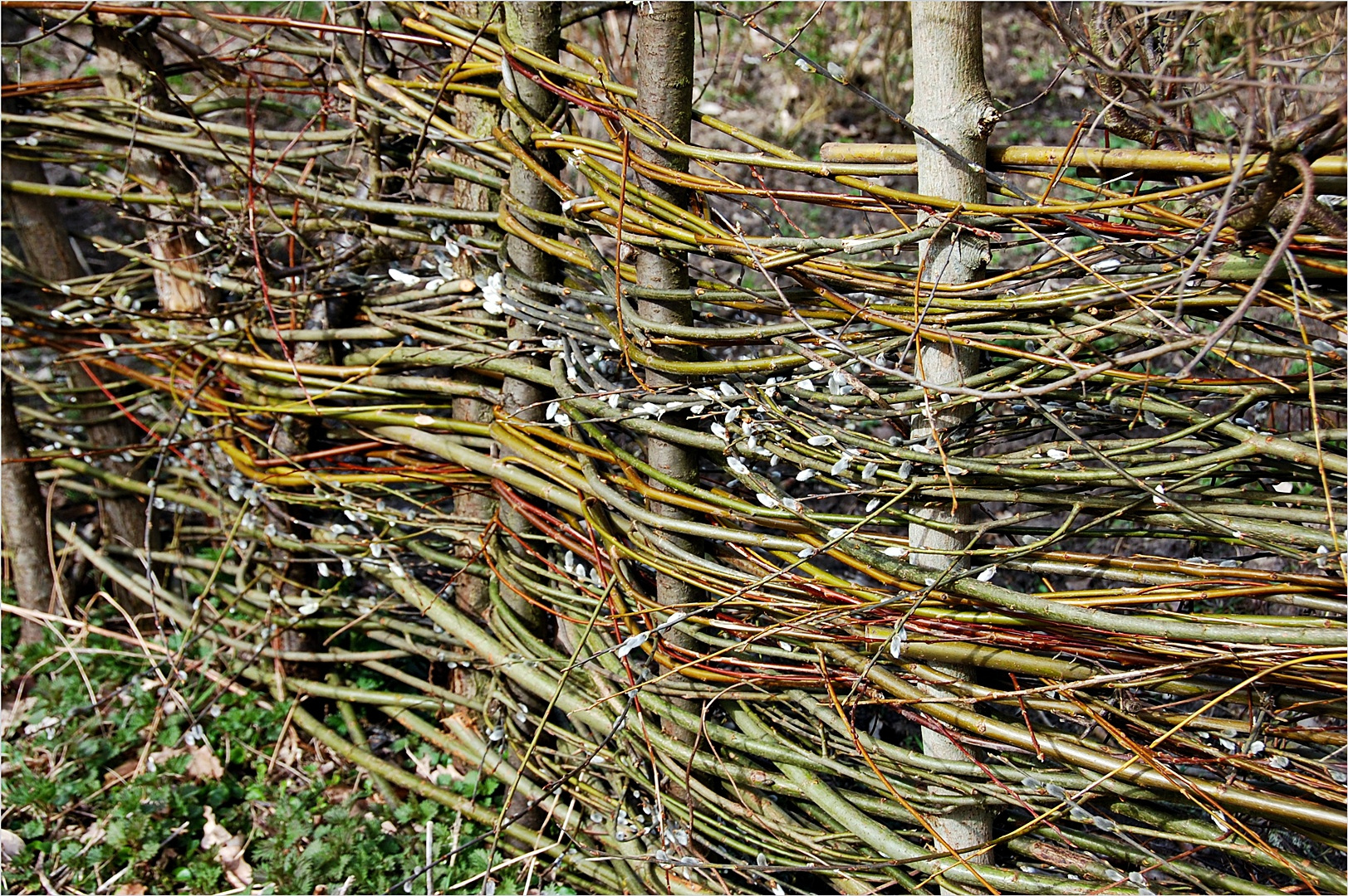 Der Flechtzaun Foto Bild Fruhling Zaun Natur Bilder Auf Der Flechtzaun Foto Bild Fruhling Zaun Natur Bilder Auf