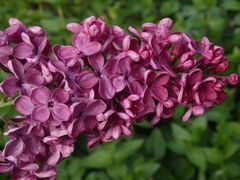 Der Flieder blüht im heimischen Garten