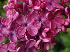 Der Flieder blüht im heimischen Garten