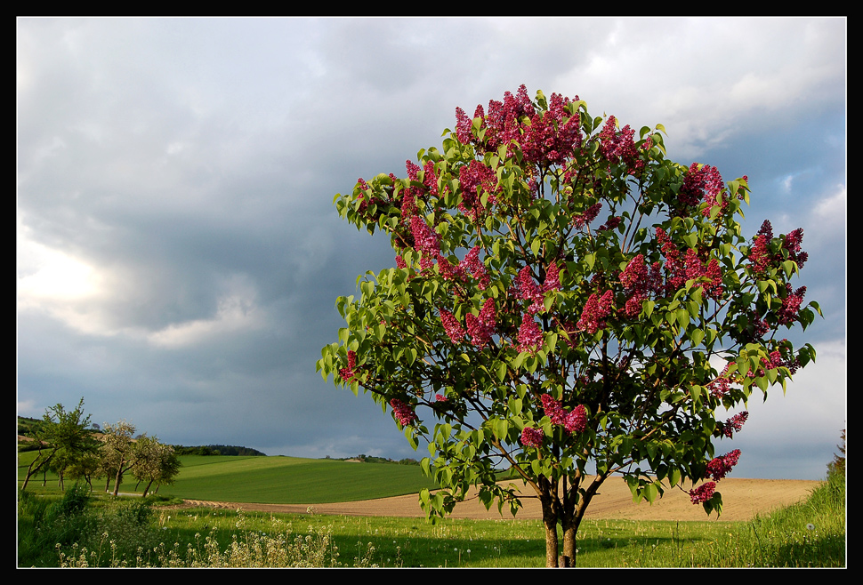 Der Fliederbaum und die Regenwolken