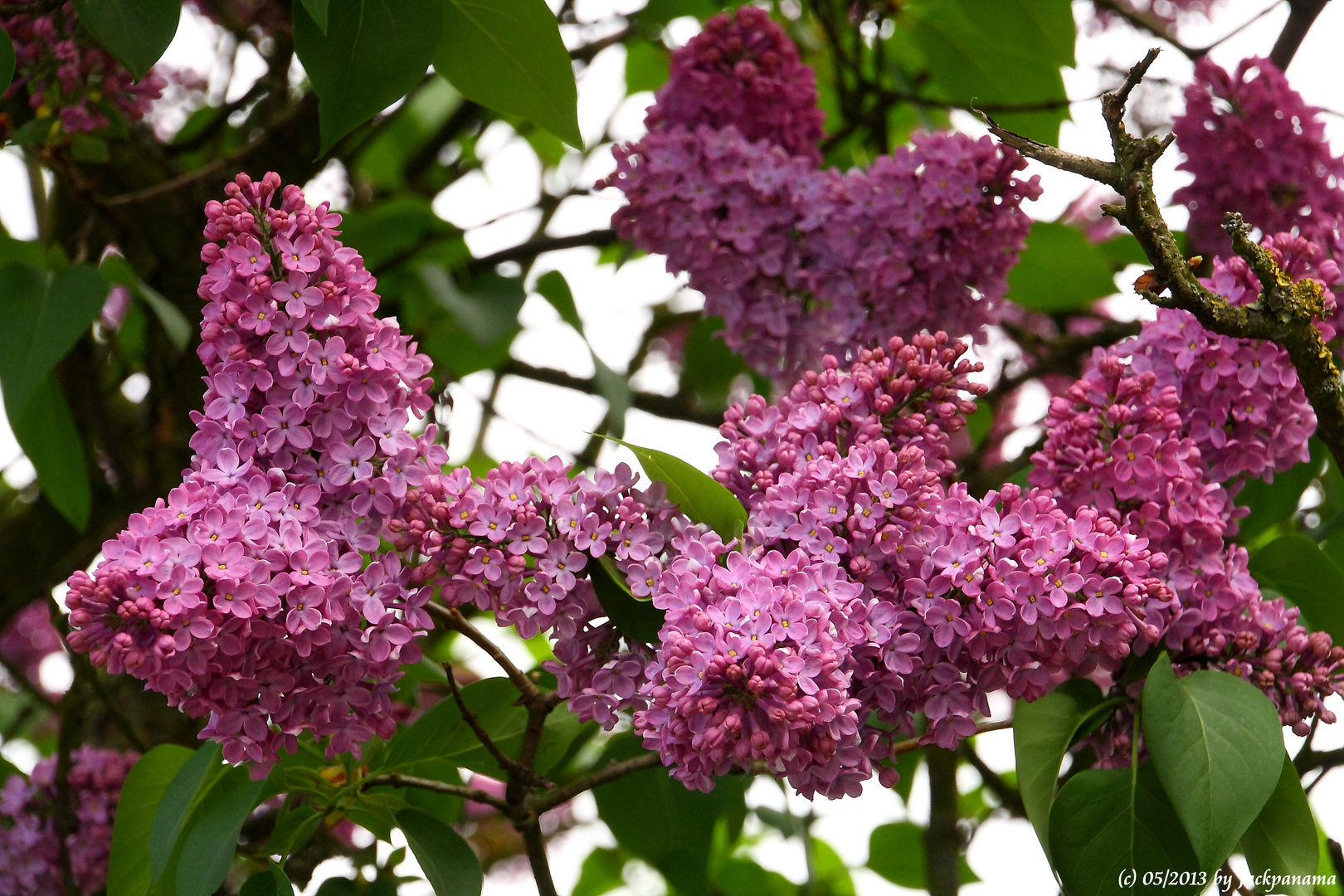 Der Fliederblüte im Mai