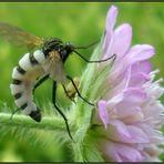 Der Fliegen-Pilz...