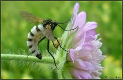 Der Fliegen-Pilz...