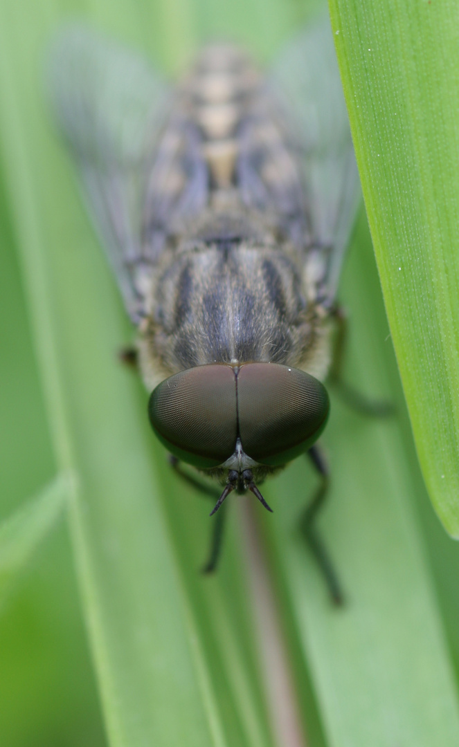 Der Fliegenblick