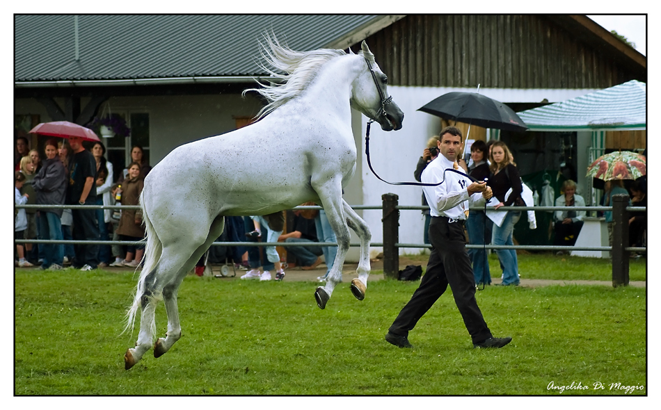 Der fliegende Araber