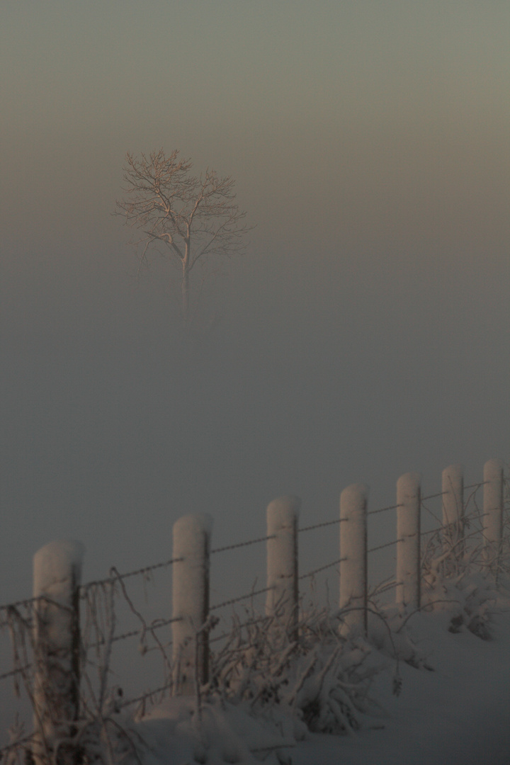 Der Fliegende Baum