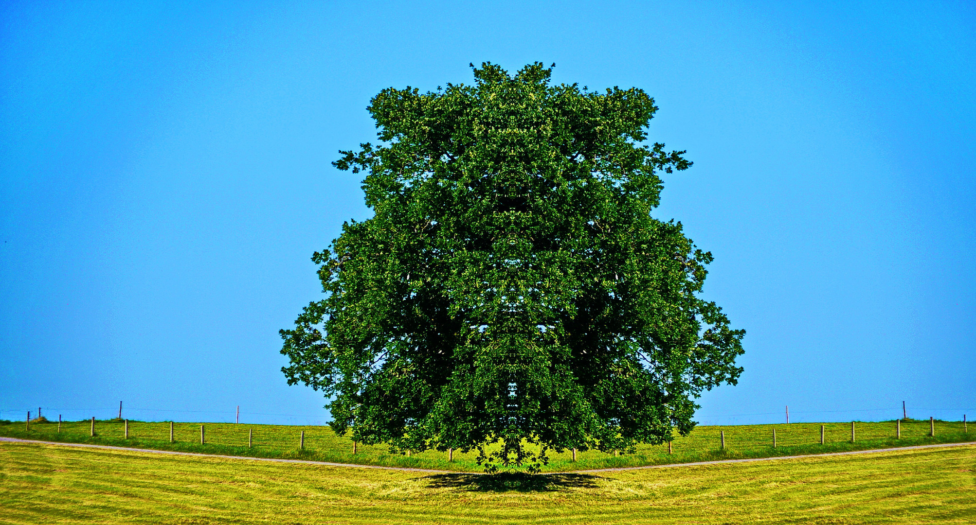 Der fliegende Baum