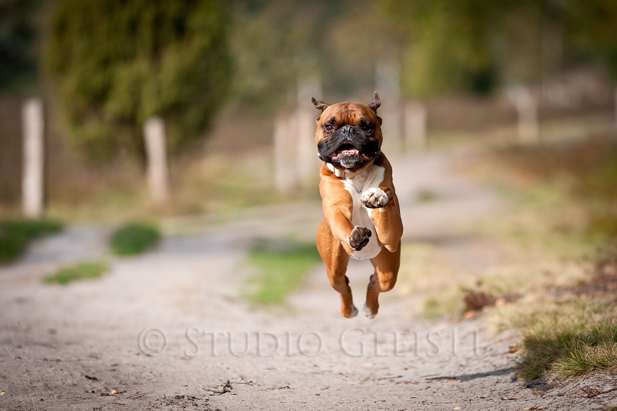 Der fliegende Boxer