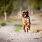 Der fliegende Boxer