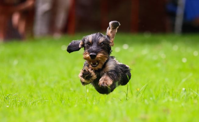                 Der fliegende Dackel...