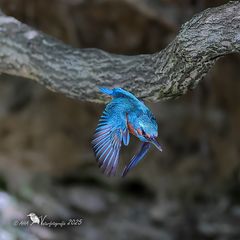 Der fliegende Diamant