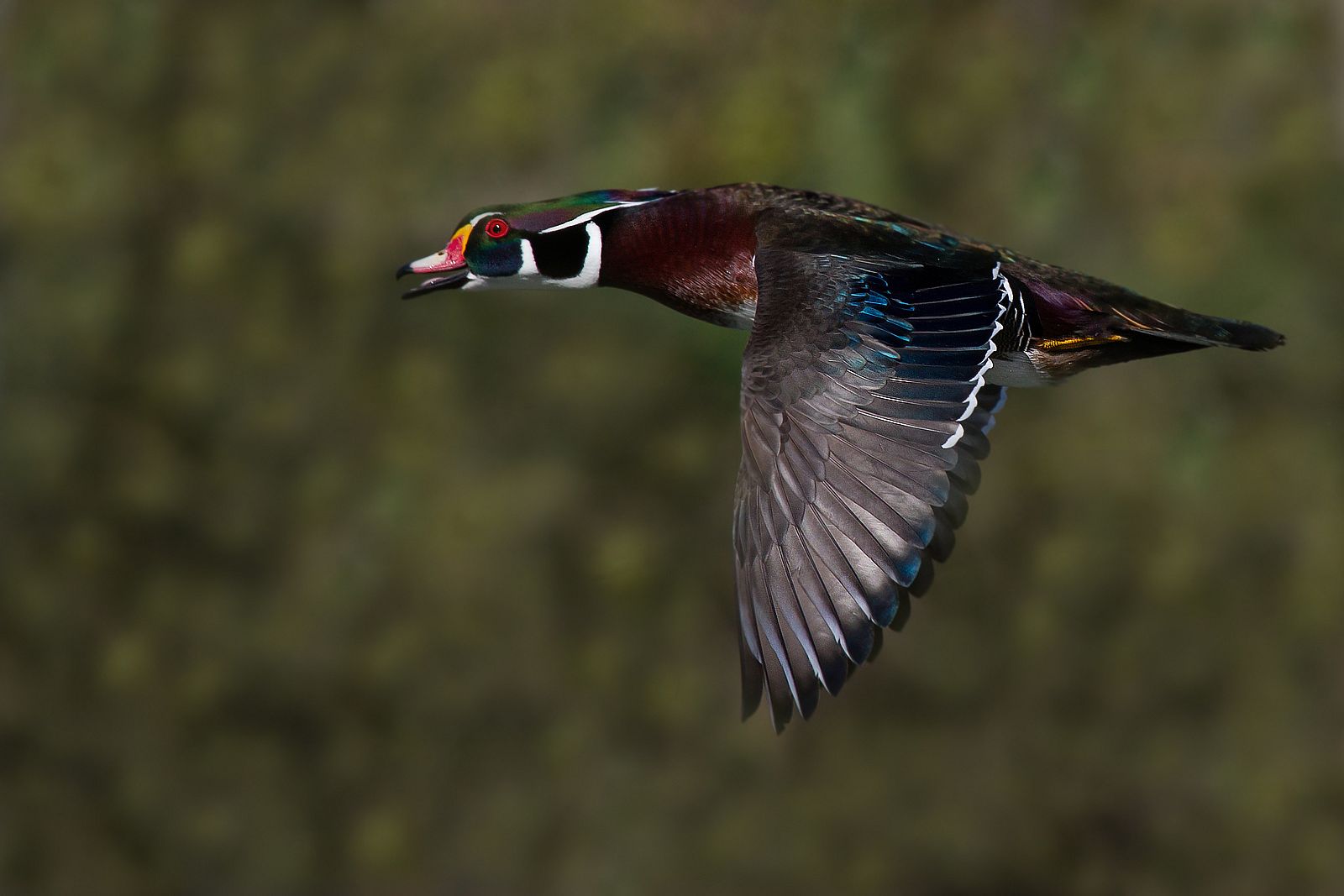 der fliegende Farbtopf