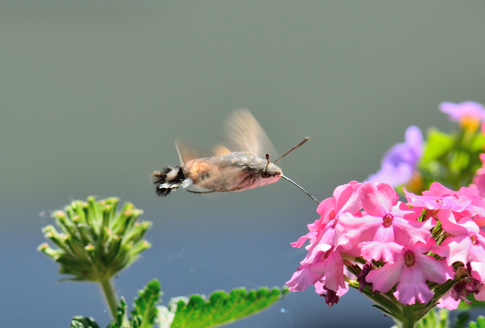 Der fliegende Fischfalter?