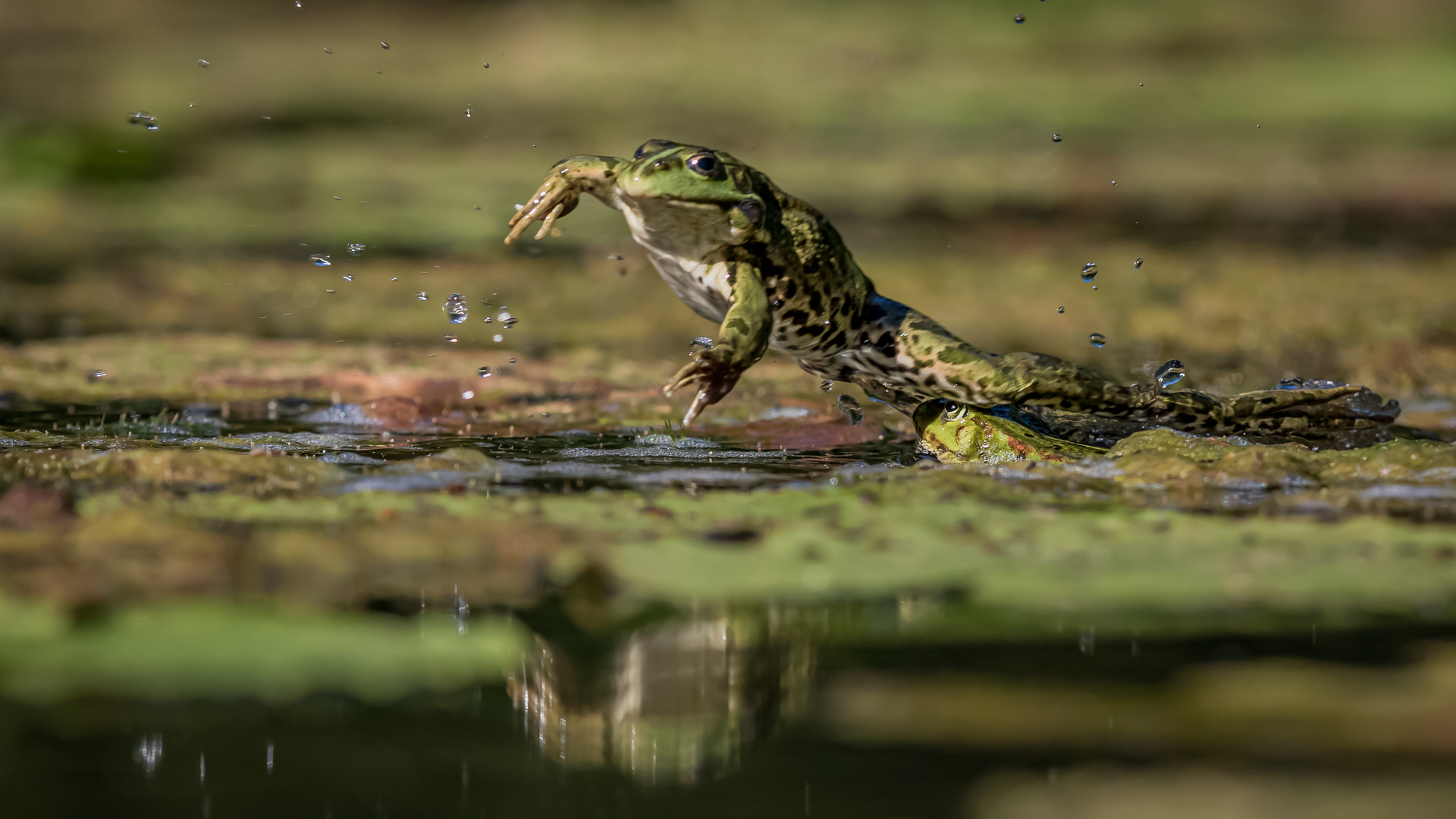 Der fliegende Frosch