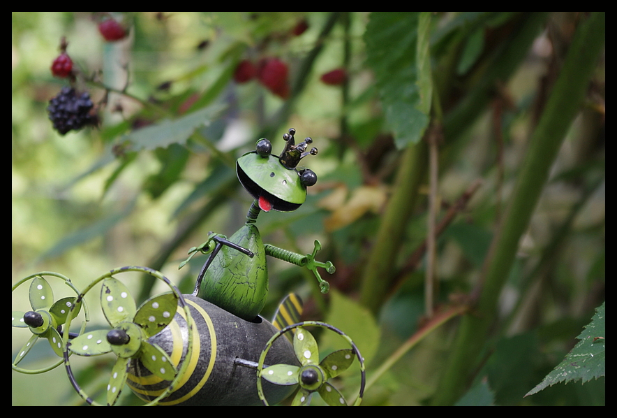 Der fliegende Froschkönig