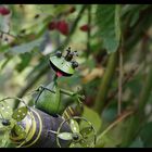 Der fliegende Froschkönig