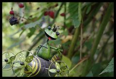 Der fliegende Froschkönig