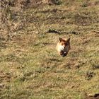 Der fliegende Fuchs