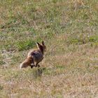 Der fliegende Fuchs