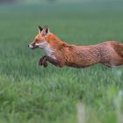 Der fliegende Fuchs