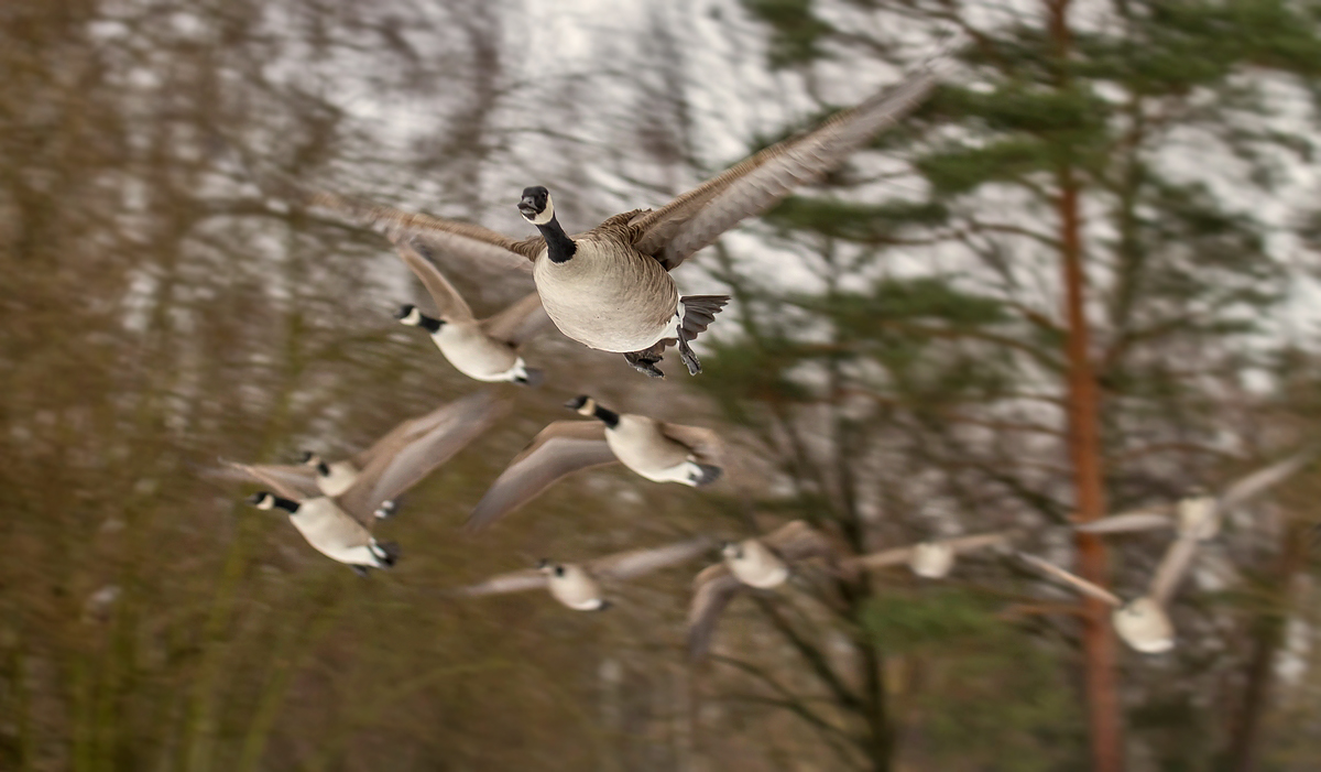 "Der fliegende Gans - Trupp"