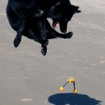 Der fliegende Hund