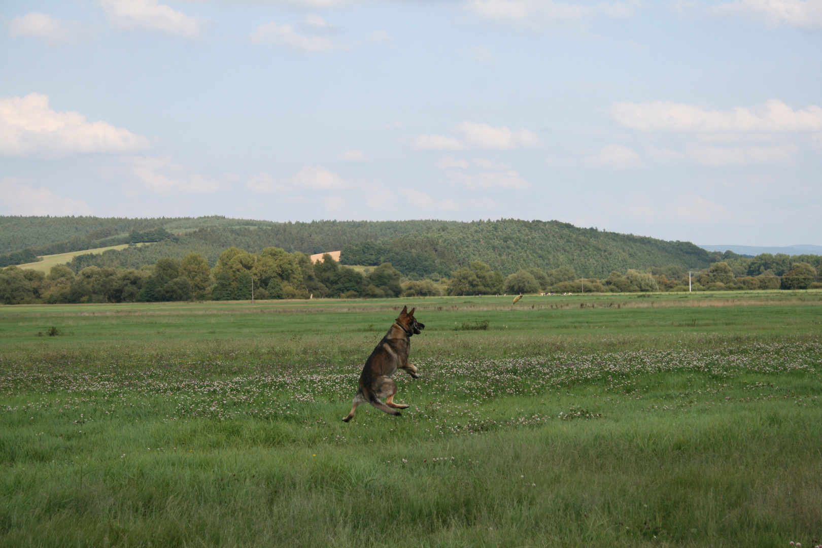 DER FLIEGENDE HUND