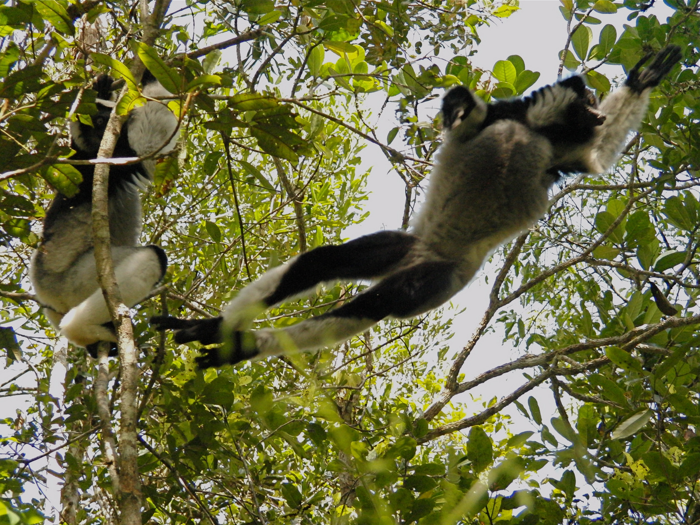 Der fliegende Indri