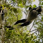Der fliegende Indri
